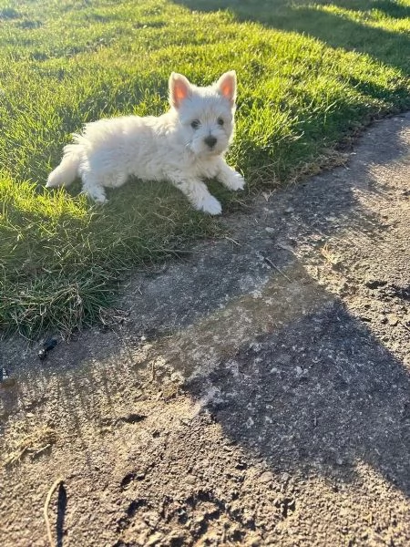 Bellissimi cuccioli di Westie cuccioli di West Highland White Terrier di razza pura | Foto 0