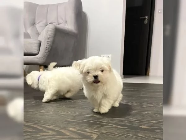 Cuccioli di maltese taglia piccola di due mesi femmine e maschi sverminati  | Foto 2