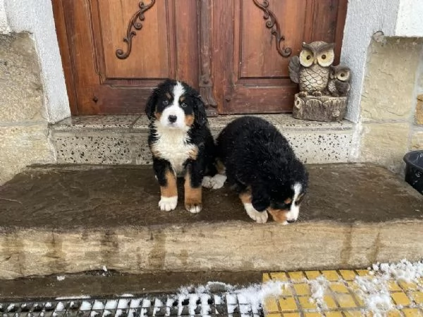 Cuccioli bellissimi di bovaro del bernese | Foto 0