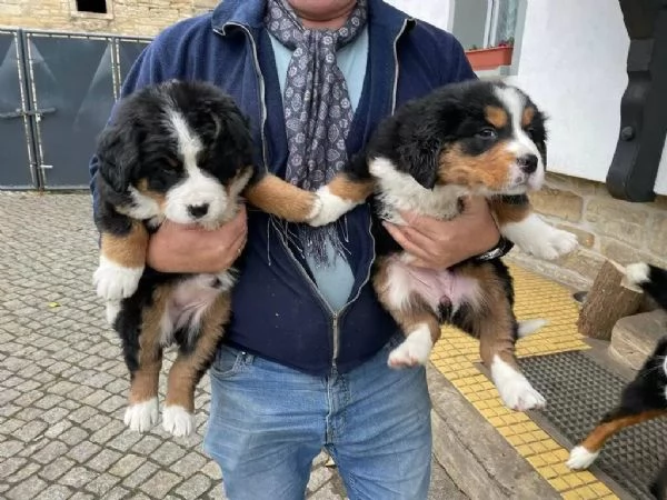 Cuccioli bellissimi di bovaro del bernese