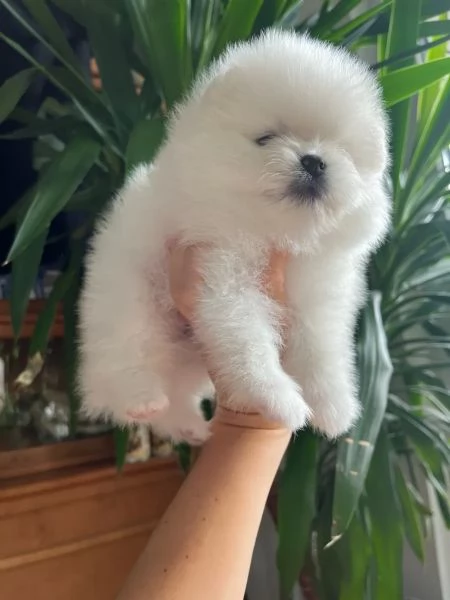 Cuccioli spitz pomerania maschi femmine | Foto 3