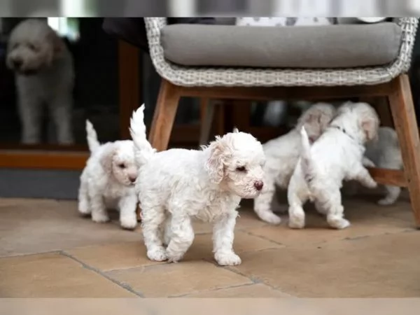 Cuccioli di lagotto romagnolo con pedegree | Foto 1