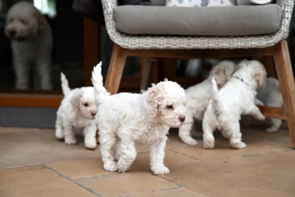 3 Cuccioli di lagotto romagnolo con pedigree | Foto 0