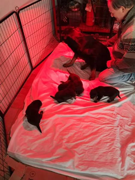 Vendesi  cuccioli di rottwailer 