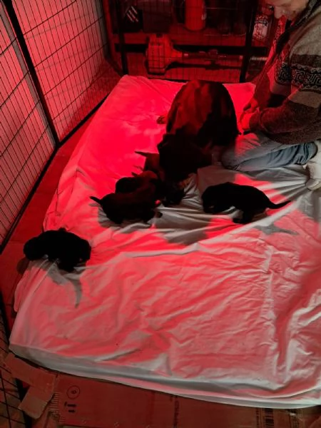 Vendesi  cuccioli di rottwailer  | Foto 0