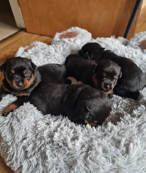 Deliziosi cuccioli di Rottweiler per adozione | Foto 0
