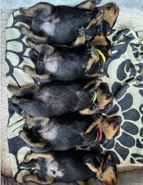 Deliziosi cuccioli di Rottweiler per adozione | Foto 0
