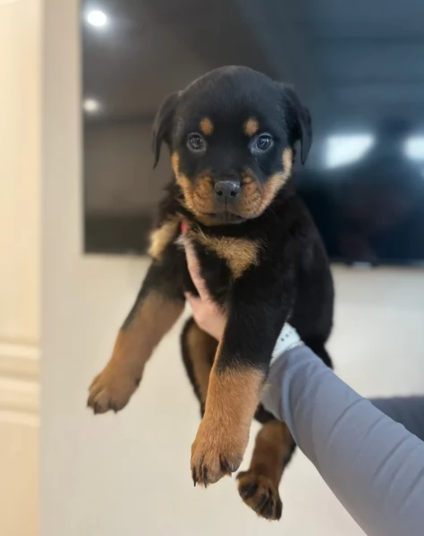 Deliziosi cuccioli di Rottweiler per adozione | Foto 5