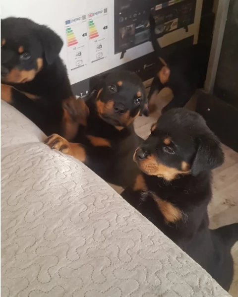 Deliziosi cuccioli di Rottweiler per adozione | Foto 2