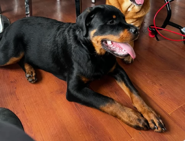 Deliziosi cuccioli di Rottweiler per adozione | Foto 0