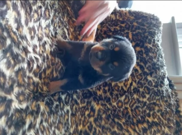Deliziosi cuccioli di Rottweiler per adozione | Foto 2