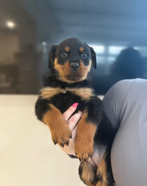 Deliziosi cuccioli di Rottweiler per adozione | Foto 2