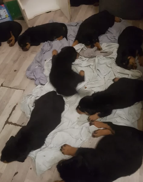 Deliziosi cuccioli di Rottweiler per adozione | Foto 4