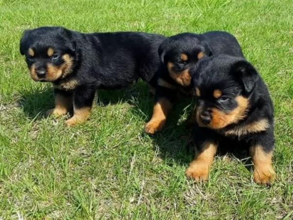 Deliziosi cuccioli di Rottweiler per adozione | Foto 5