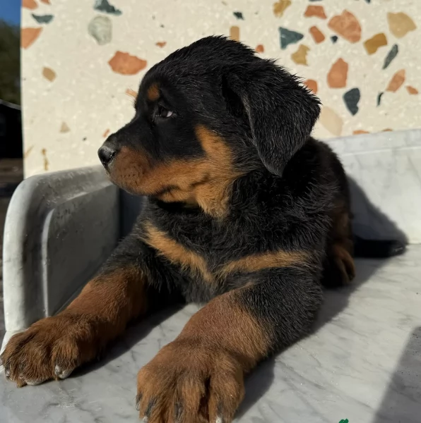 Deliziosi cuccioli di Rottweiler per adozione | Foto 3