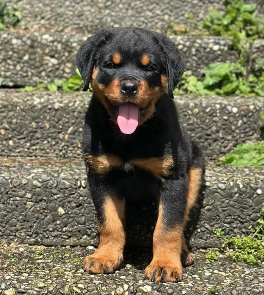 Deliziosi cuccioli di Rottweiler per adozione | Foto 1