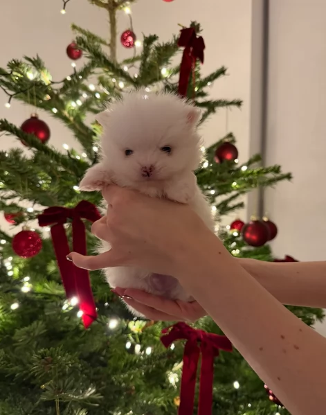 bellissimo cucciolo di Volpino Pomerania per Adozne