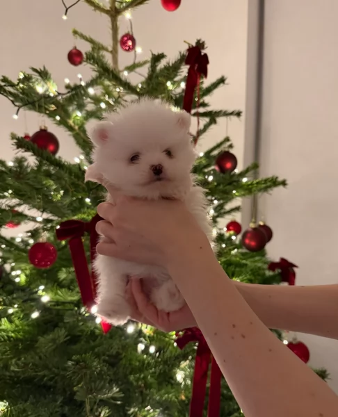 bellissimo cucciolo di Volpino Pomerania per Adozne | Foto 3
