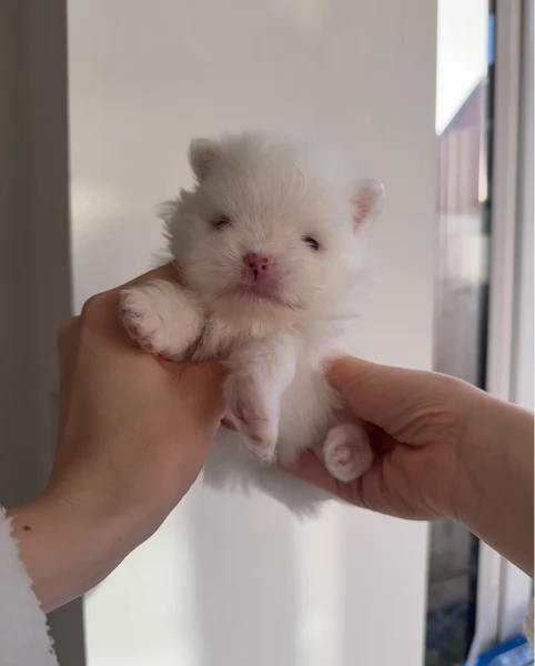 bellissimo cucciolo di Volpino Pomerania per Adozne | Foto 1
