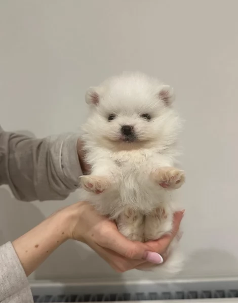 bellissimo cucciolo di Volpino Pomerania per Adozne | Foto 2