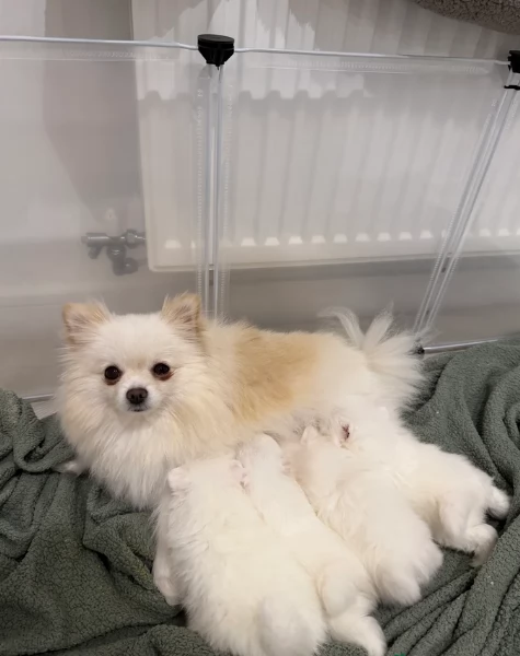 bellissimo cucciolo di Volpino Pomerania per Adozne | Foto 1