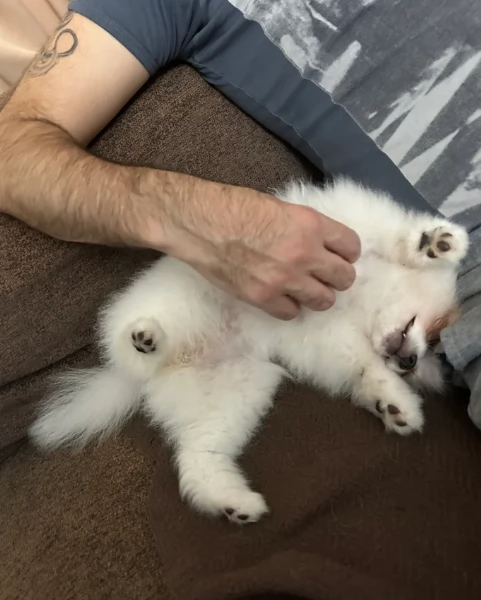 bellissimo cucciolo di Volpino Pomerania per Adozne | Foto 5