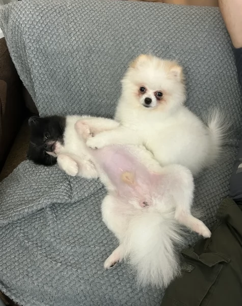 bellissimo cucciolo di Volpino Pomerania per Adozne