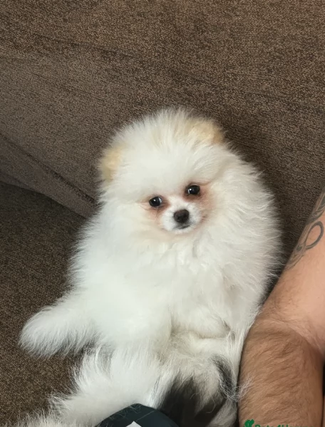 bellissimo cucciolo di Volpino Pomerania per Adozne | Foto 1