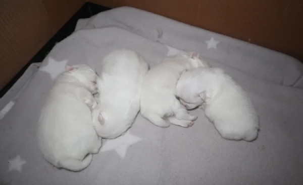 bellissimo cucciolo di Volpino Pomerania per Adozne