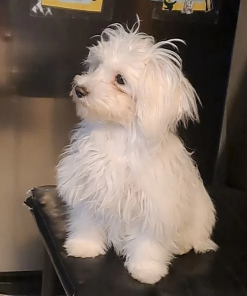 DEACUCCIOLA MALTESE | Foto 1