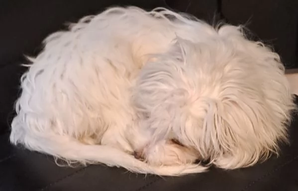 DEACUCCIOLA MALTESE | Foto 0