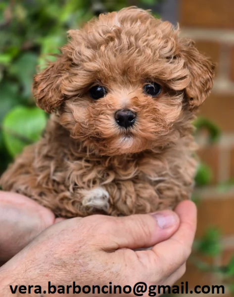 Cuccioli di barboncino nano disponibili i piccoli verranno ceduti dopo i 70 giorni dalla nascita  c | Foto 0