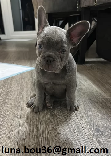 Regalo cuccioli di BULLDOG FRANCES cuccioli di BULLDOG FRANCES  ancora disponibili un maschio e una