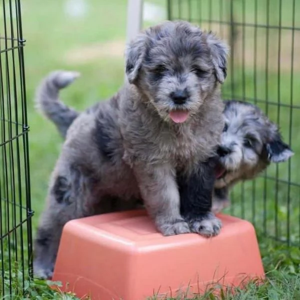 Cuccioli di Pastore Bergamasco in cerca di adozione