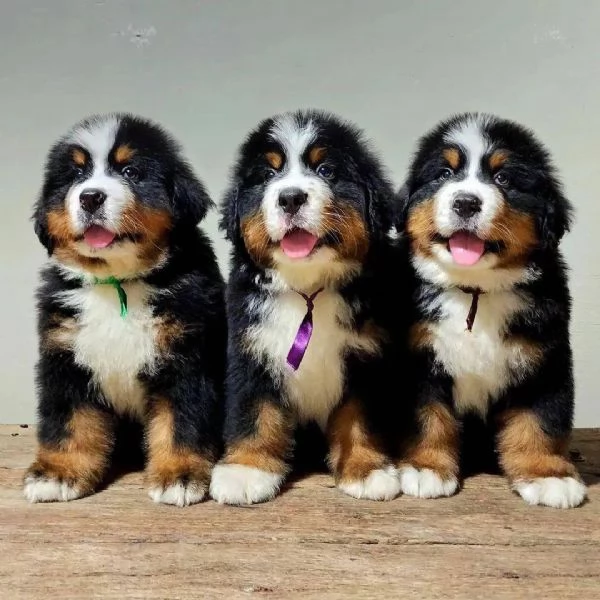 Simpatici cuccioli di montagna bernese