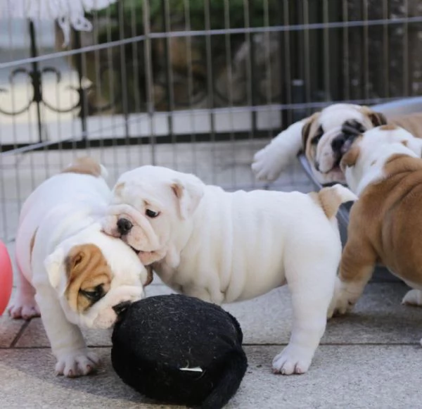 Regalo cuccioli di bulldog inglese femminucce e maschietti 