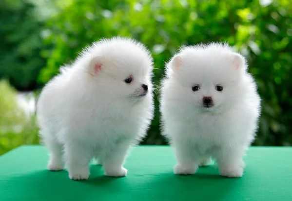 Regalo Cuccioli di pomerania maschio o femmina