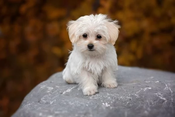 pura razza cuccioli di micro maltese per adozione