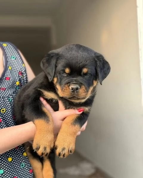 pura razza cuccioli di rottweiler per adozione