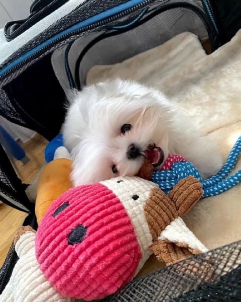 regalo  adorabili cuccioli di maltese toy