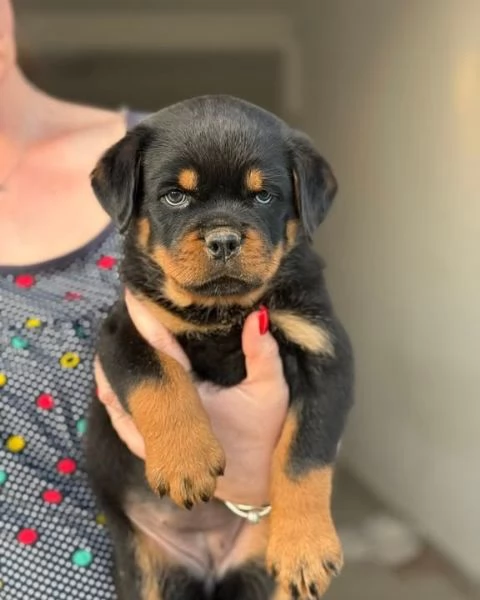 Regalo Rottweiler di 1 maschio e 2 femmina