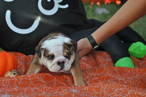 Regalo Disponibili cuccioli di Bouledogue Inglese