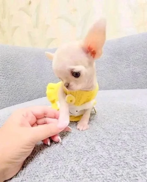 Regalo chihuahua taglia molto piccola