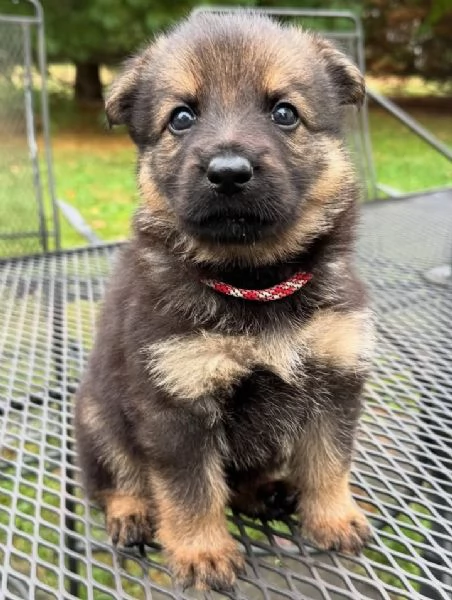 Regalo cucciole femmine di pastore tedesco colore 