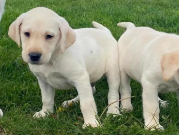 Regalo Cuccioli di Labrador cioccolato