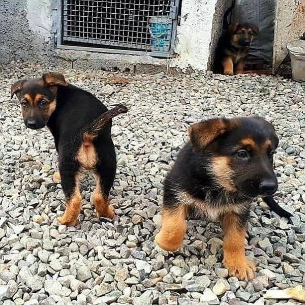 Regalo Pastore Tedesco cuccioli