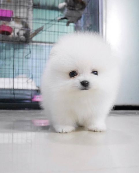 Cuccioli di Pomerania mini toy