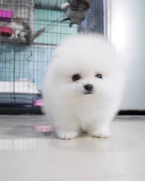 Cuccioli di Pomerania mini toy