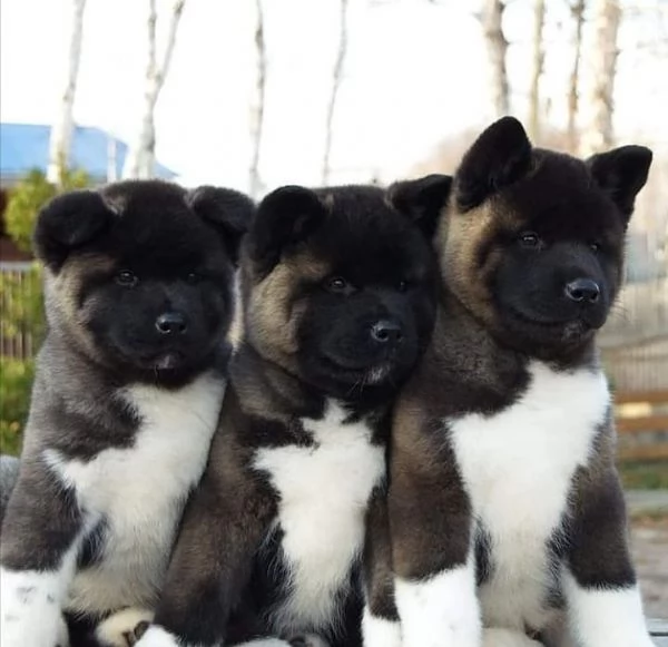 Regalo akita inu cuccioli disponibile per ladozione