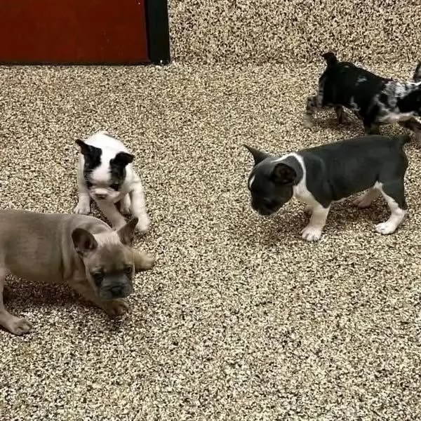 Regalocucciolata di bouledogue francese